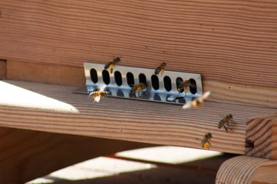 stainless steel easy to remove hive mouse guard