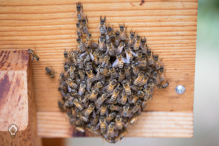 The Basics of Bearding