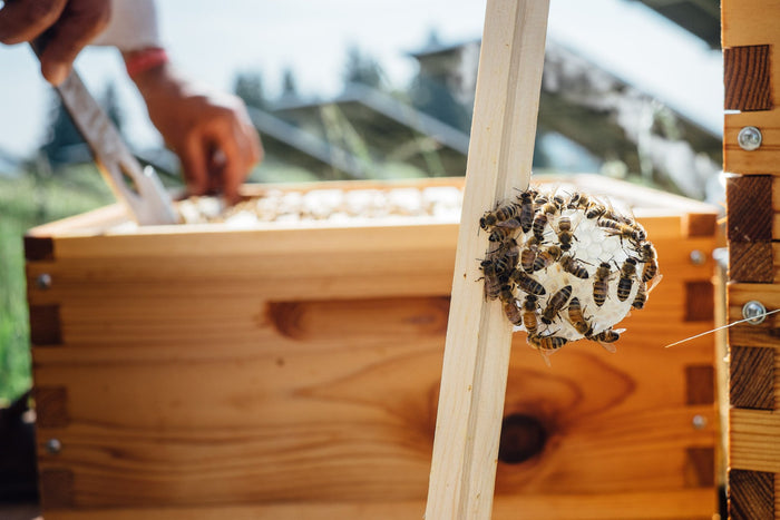 Winterizing Your Bee Hive