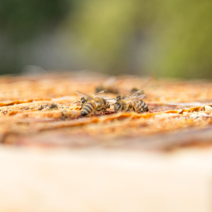 A Review of 2015 For The Bees