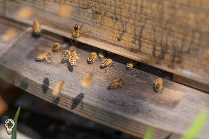 encycloBEEdia: how do bees cool off?