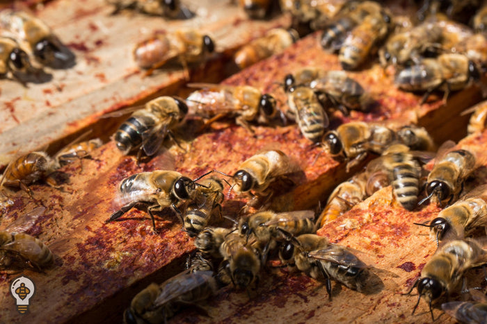 Encyclobeedia: What Do Drones Do?