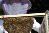 Beekeeper Profile: Mandy Shaw of Waggle Works