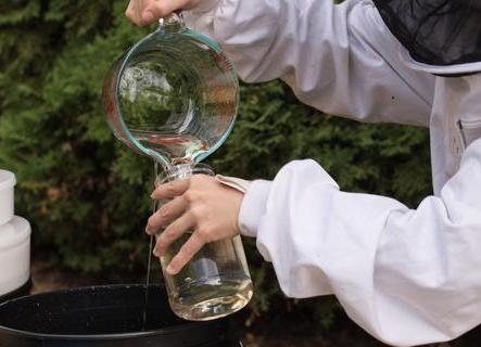 When and how to feed your bees