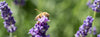 Backyard Beekeeping Blog