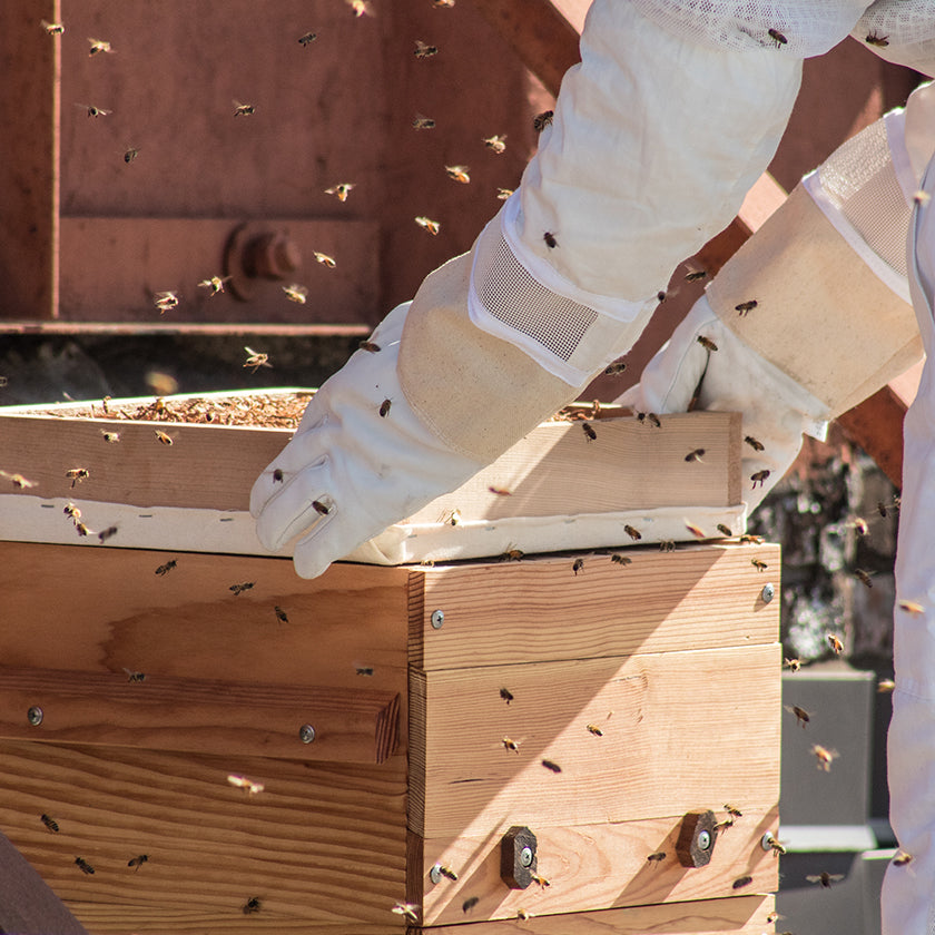 Warre hive and beekeeping equipment
