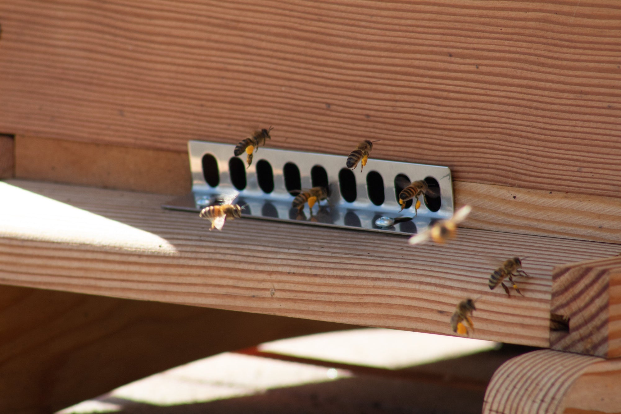 stainless steel easy to remove hive mouse guard